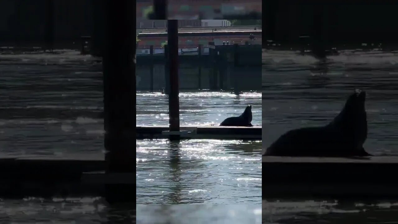 Sea lions hang out on the Sacramento River.