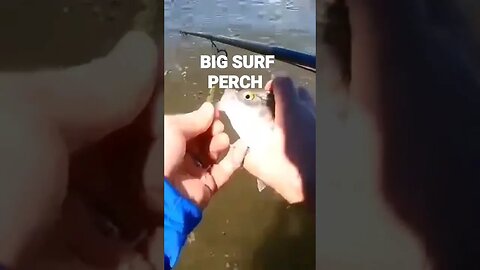BIG SURF PERCH!