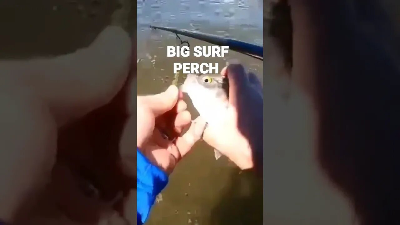 BIG SURF PERCH!