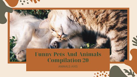 Funny Pets And Animals Compilation 20