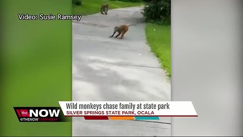 Wild monkeys attack family at Florida state park