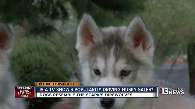 'Game of Thrones' prompts Siberian Husky craze