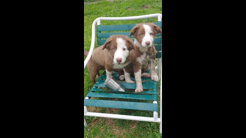 Tia Maria, Tatum and Teagan during coffee in a chair