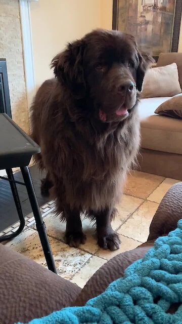 Newfoundland sweetly backs down after barking at owner