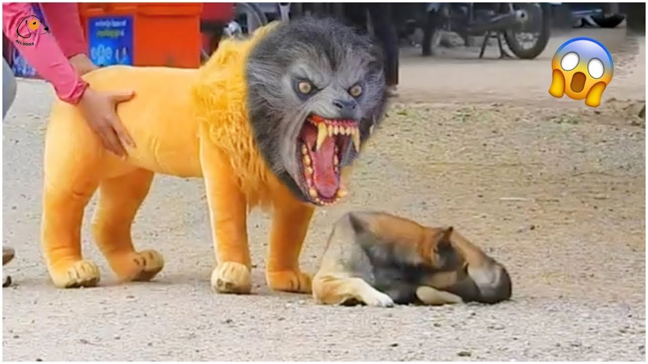 Funny troll dog prank with fake lion