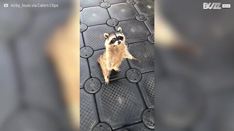 Guaxinim fofo aborda homem para comer brownie