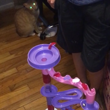 Silly Cat Destroys Toy Tower!