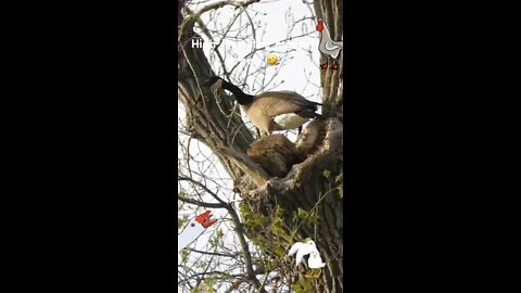 High from the highest tree…🤣