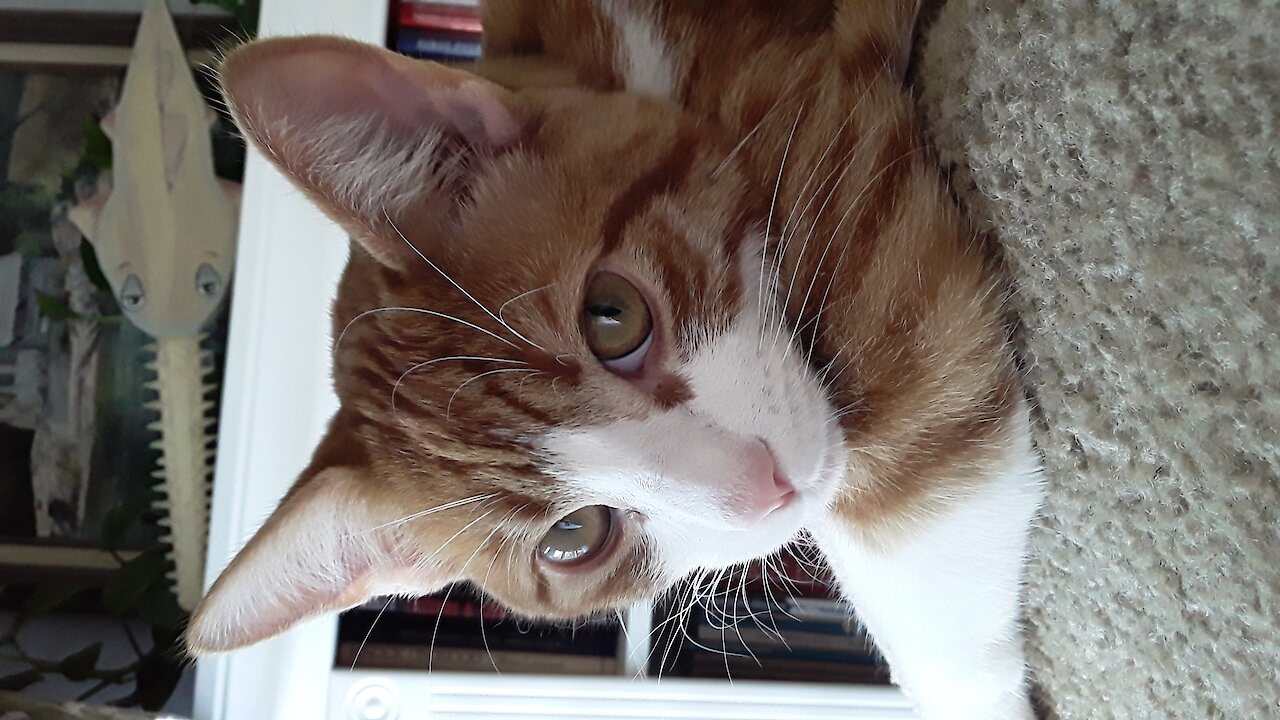 Ginger #1 sleepy head