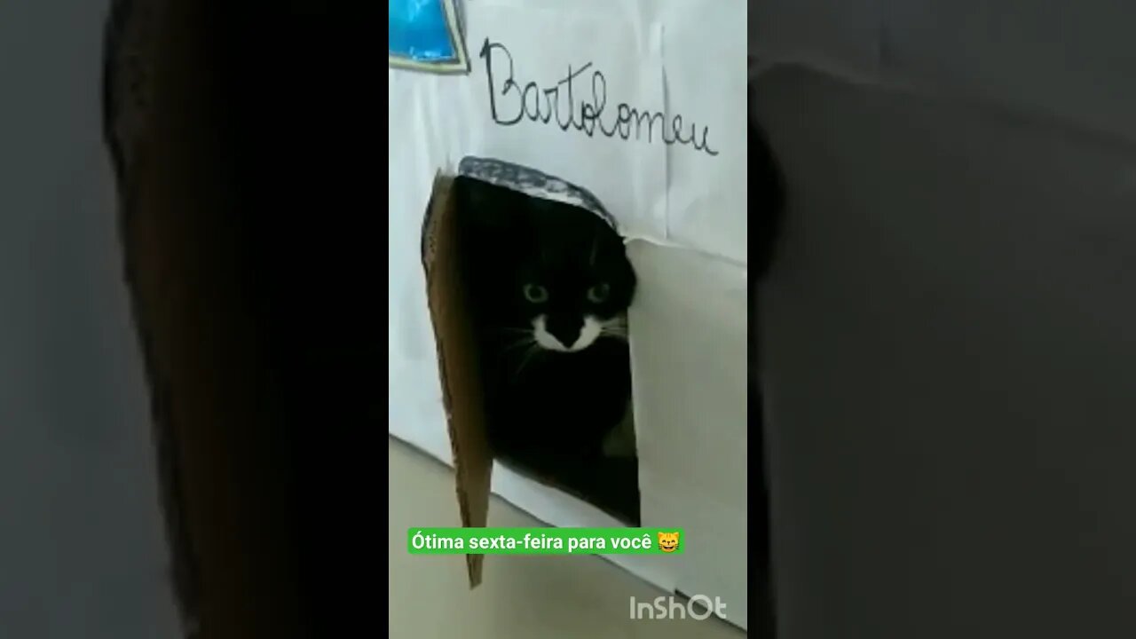 Gato Bartolomeu Tunico 😸