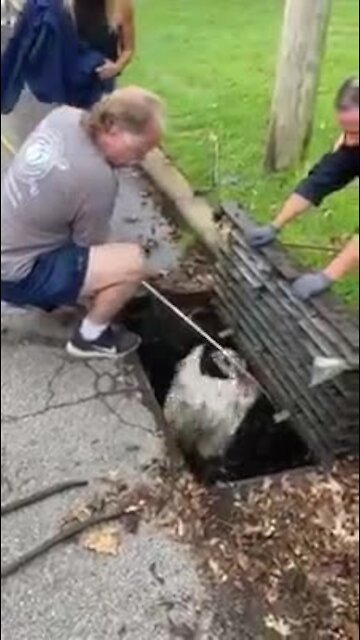 Police officers and wildlife rehabilitators rescue trapped swan from storm drain