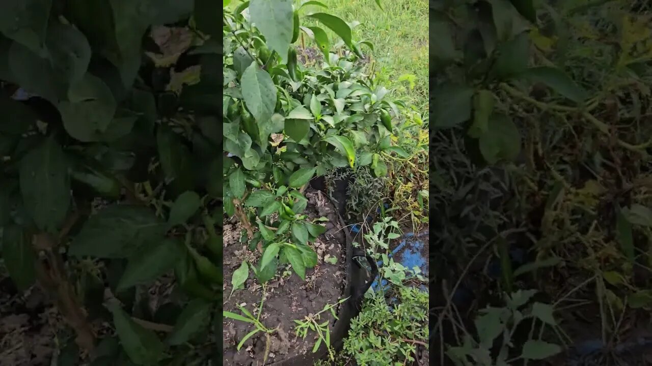Morning walk to the Garden