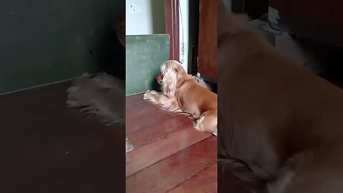 #dogshow , #animals , #dogs , #shorts