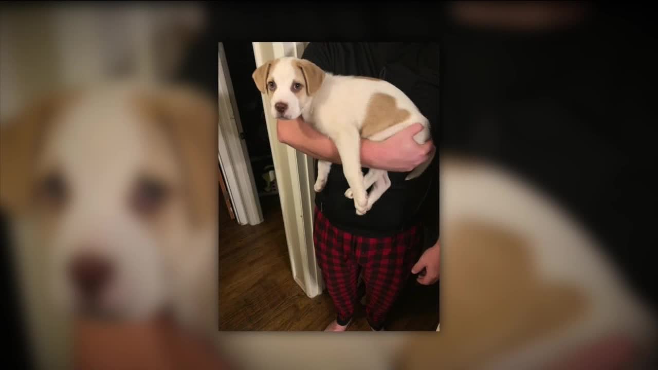 A divine adoption: How the love a Bath Twp. woman had for her dog found new life in a heartwarming way