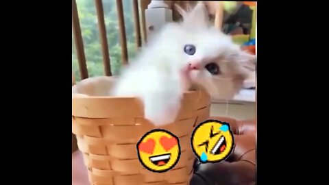 Very Gentle Cat Punch 😍🤣