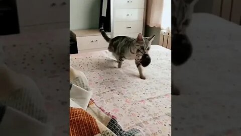 Cute cat part 8 #petvideos #funnyvideo