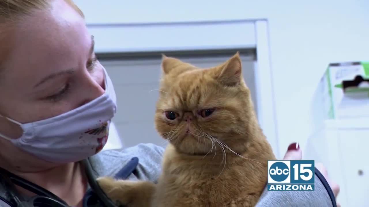 VCA Animal Referral & Emergency Center of Arizona gives us a look inside the surgery department