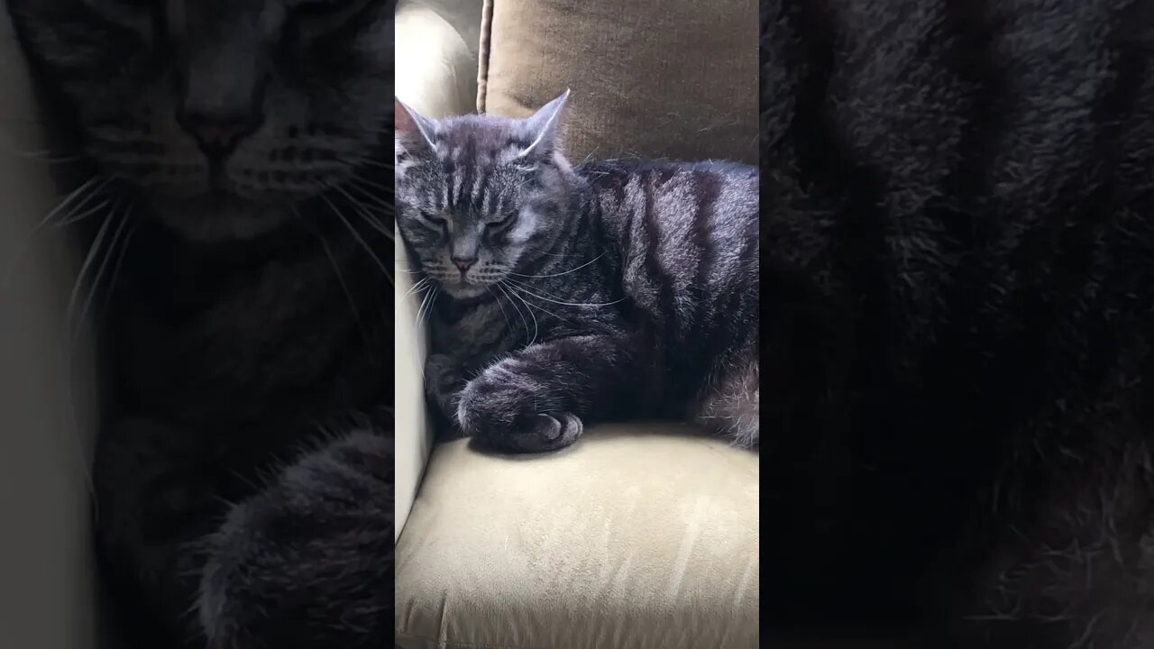 Cat gets grumpy face as he falls asleep