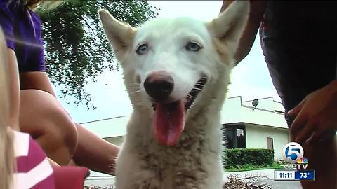 Abandoned husky recovering in Palm Beach County