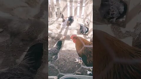 Sungrown Chickens