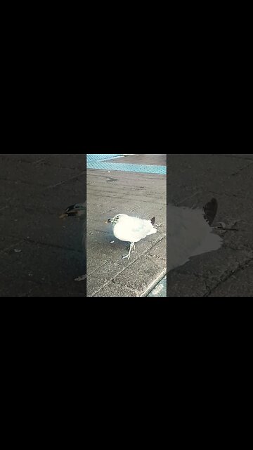 Lost baby Seagull