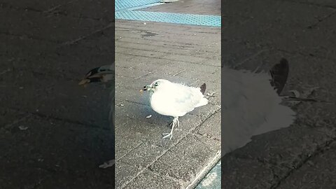 Lost baby Seagull