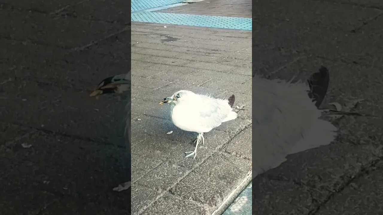 Lost baby Seagull