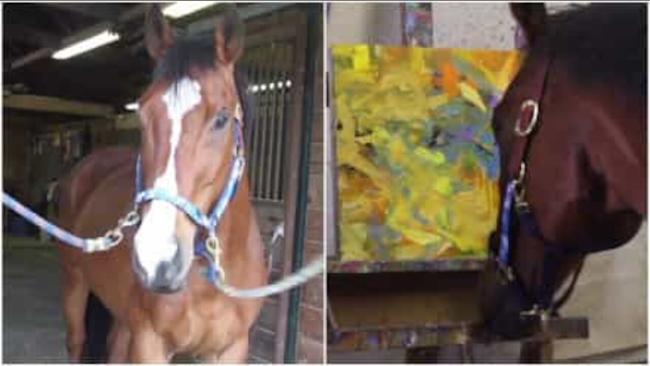 Cavallo da corsa in pensione si dedica alla pittura