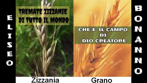 ZIZZANIE E GRANO, LE ZIZZANIE SARANNO BRUCIATE NELLA GEENNA