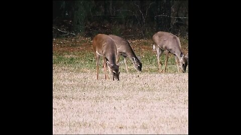 Deer in the Field