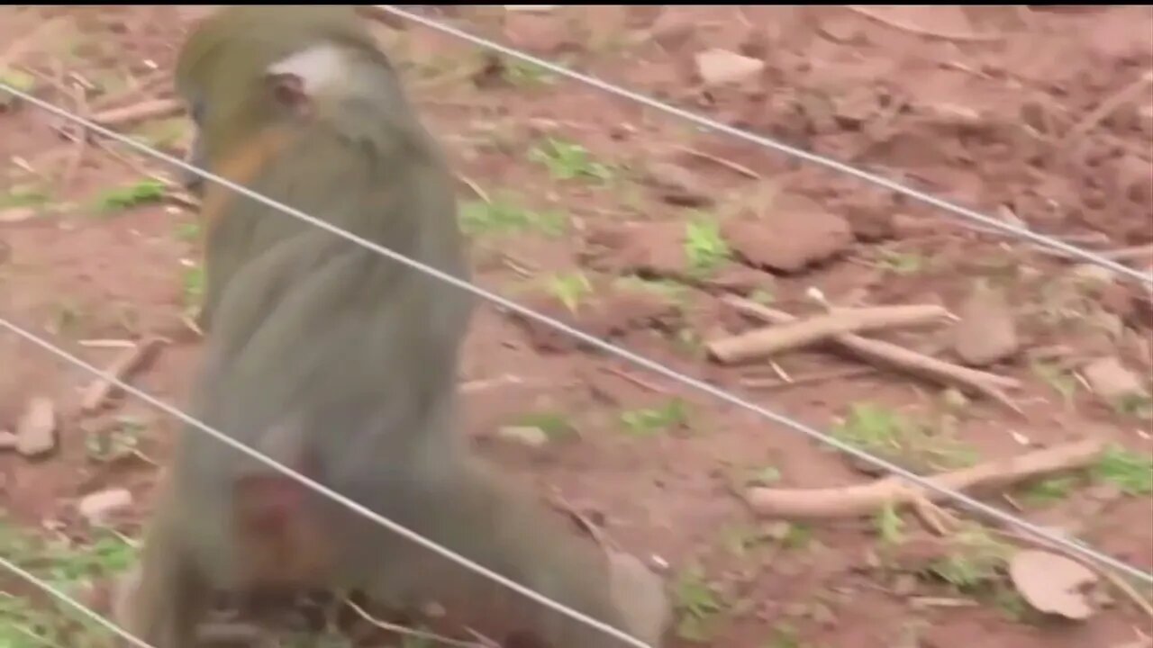 Animals Getting Shocked Sound Effects