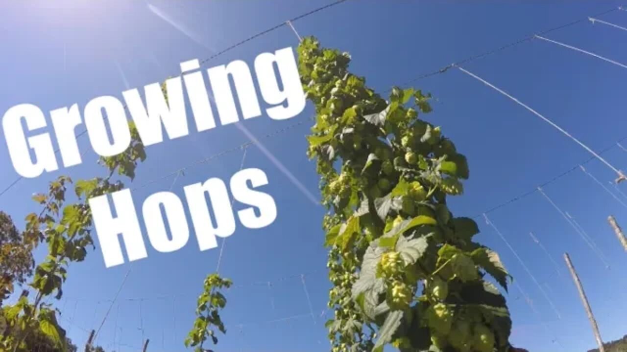 Full Hop Growing Season | Early Spring to Harvest