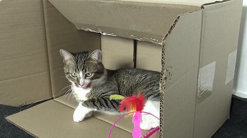 Funny Cat Eats the Box