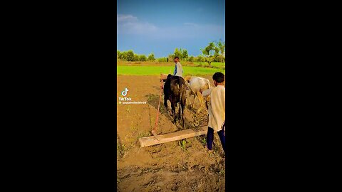 Mera pind 🍾