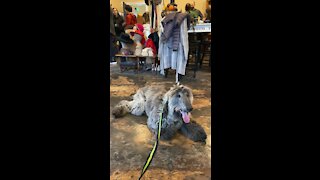 Jazz loving dog!