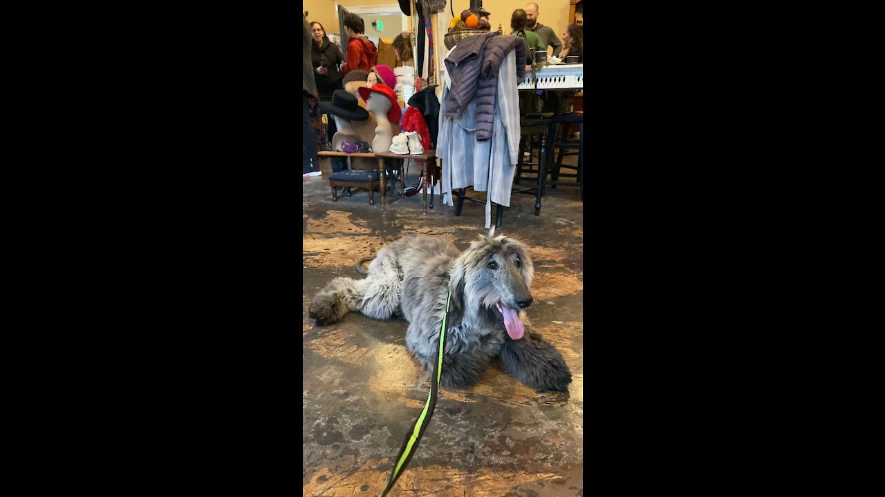 Jazz loving dog!