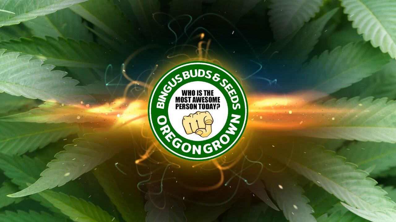 Budzingas Start to Finish