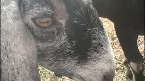 if you dunno, you dunno (but if you know you know)...hangin' w/ the goats part 3