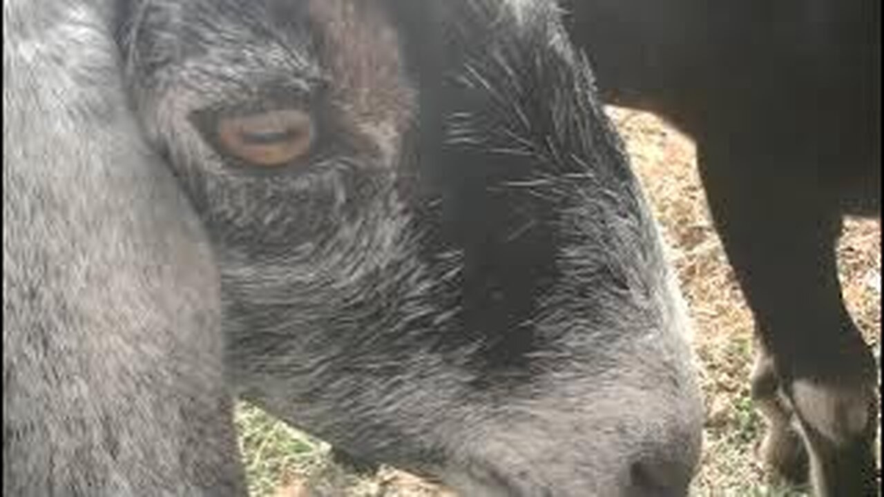 if you dunno, you dunno (but if you know you know)...hangin' w/ the goats part 3