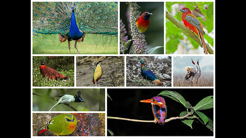 Top 10 Beautiful Bird❤️❤️❤️❤️ #bird #nature #beautiful #top10 #peacock#world