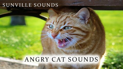 How Angry Cat Sound
