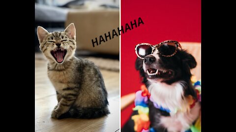 cute and funny animal animations