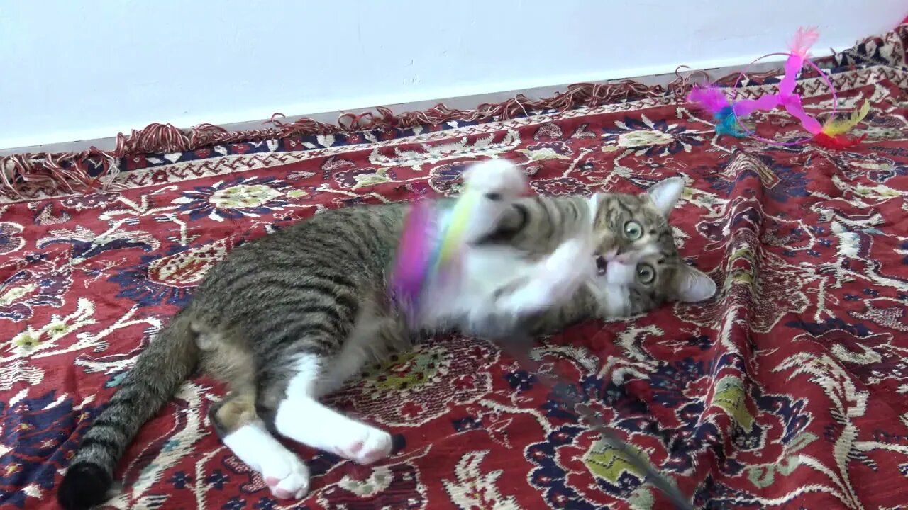 Kitten Rudolph Plays on the Floor