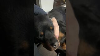 Pov Petting Rottweiler