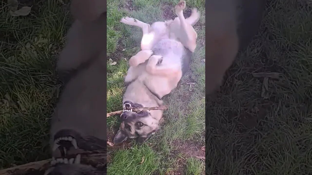 Maple Knows How To Make Me Smile After A Sad Day