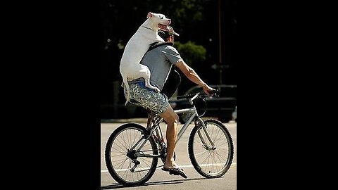 Funny moments of Animal videos 😀🔥🐱🐹