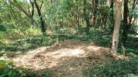 Bosque dos Cambarás - Campinas-SP