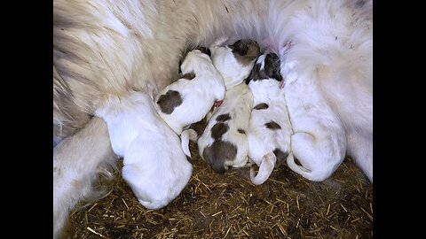Puppies, lambs, and sparrows