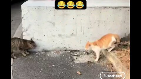Crazy cats real fighting 🙀🙀 trending video