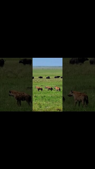 Hyena And Buffalo On The Plains #shorts | #ShortsAfrica